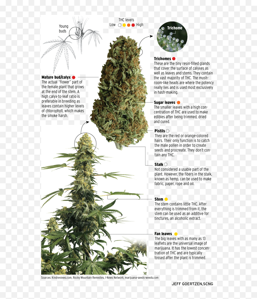 Cannabis Plant That Contain - Parts Of The Cannabis Plant Png,Marijuana Plant Png