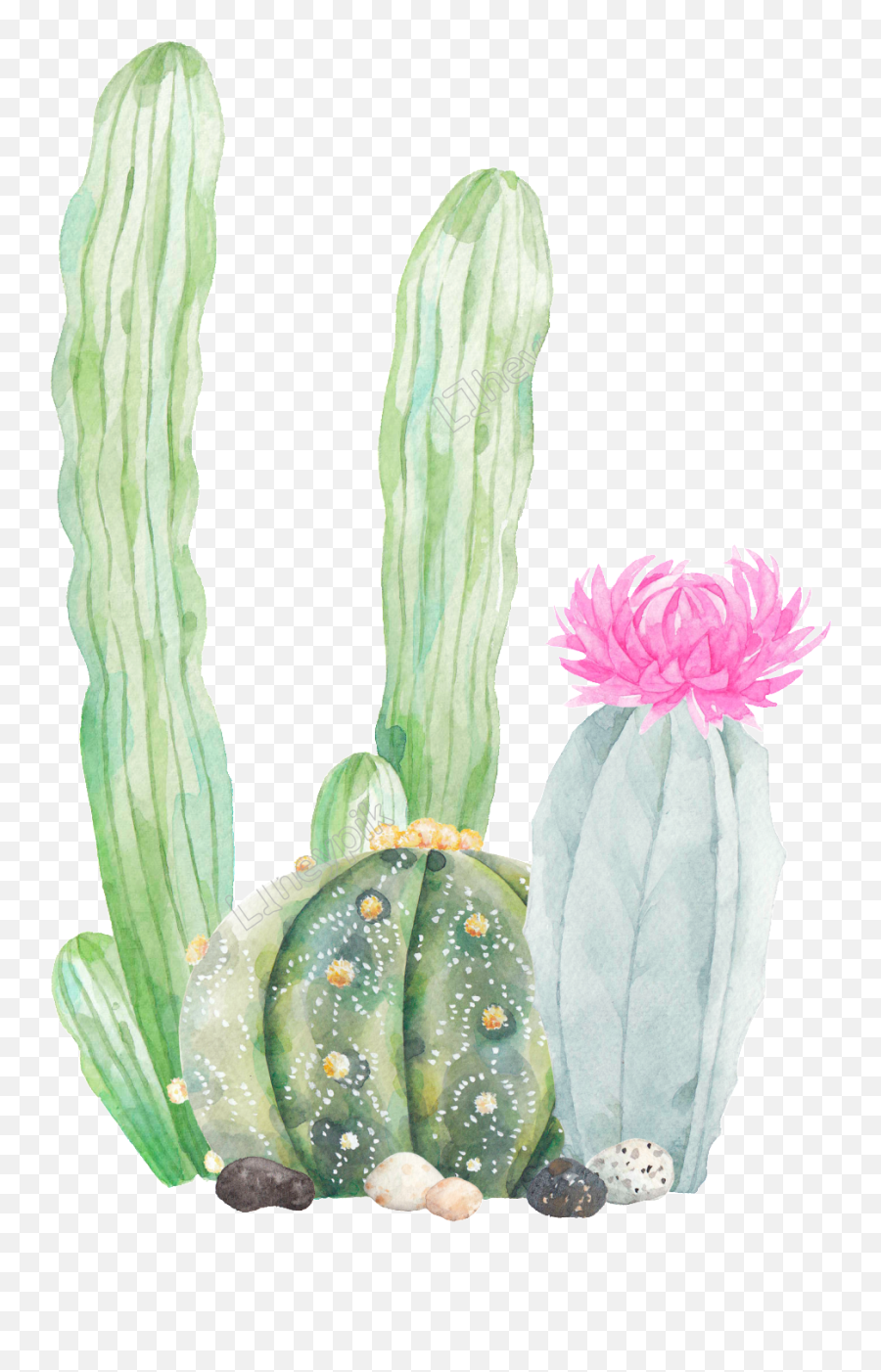 Transparent Cactus Vector Png Watercolor