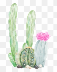 Transparent Cactus Vector Png