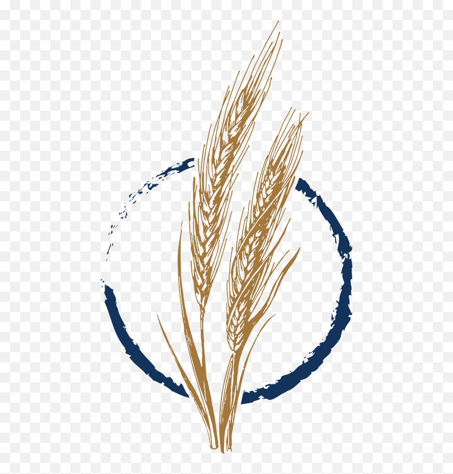 Wild Yeast Bakery Wheat Icon - Illustration Clipart Full Khorasan Wheat Png,Barley Icon