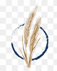 Wild Yeast Bakery Wheat Icon - Illustration Clipart Full Khorasan Wheat Png,Barley Icon
