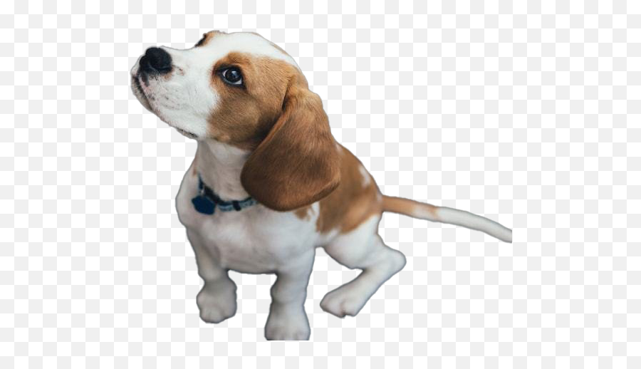 Beagle Dog Puppy Transparent - Raca De Cachorro Com Olhos Verdes Png,Transparent Puppy