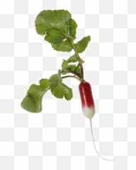 Radish Png Transparent Image Mart - Portable Network Graphics,Peas Png
