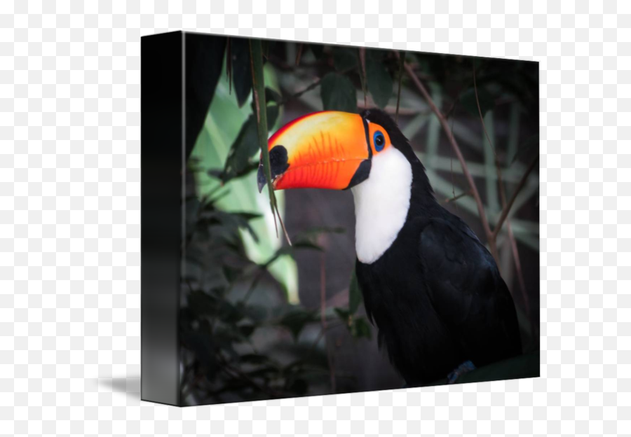 Tucan - Toucan Png,Tucan Png