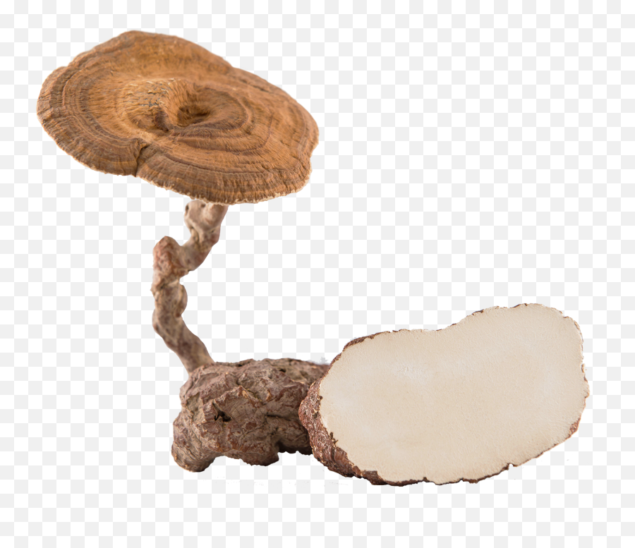 Tiger Milk Mushroom - Tiger Milk Mushroom Png,Mushroom Png