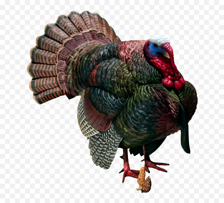 Turkeys Clipart Wild Turkey - Turkeys Png,Turkey Clipart Transparent Background
