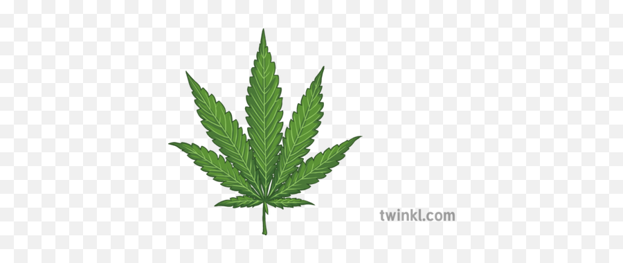 Cannabis Leaf Illustration - Twinkl Cannabis Png,Cannabis Leaf Png