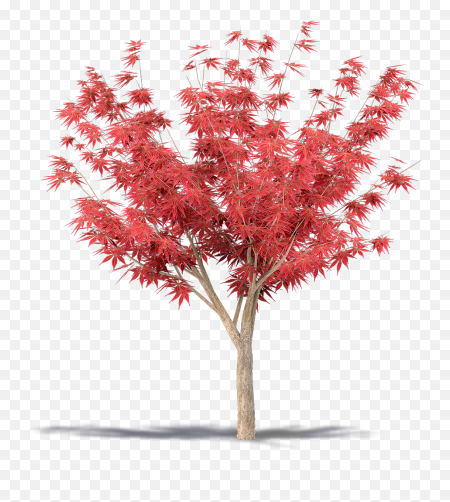 Japanese Transparent Tree Picture - Japanese Maple Tree Png,Japanese Maple Png