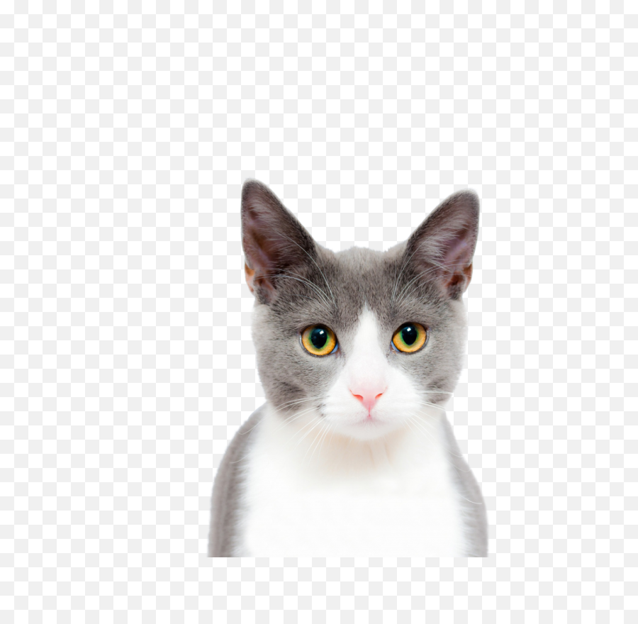 Cat Play And Toys Kitten Dog Pet - Cat Face Closeup Png Transparent Cat Face Png,Cat Png Transparent