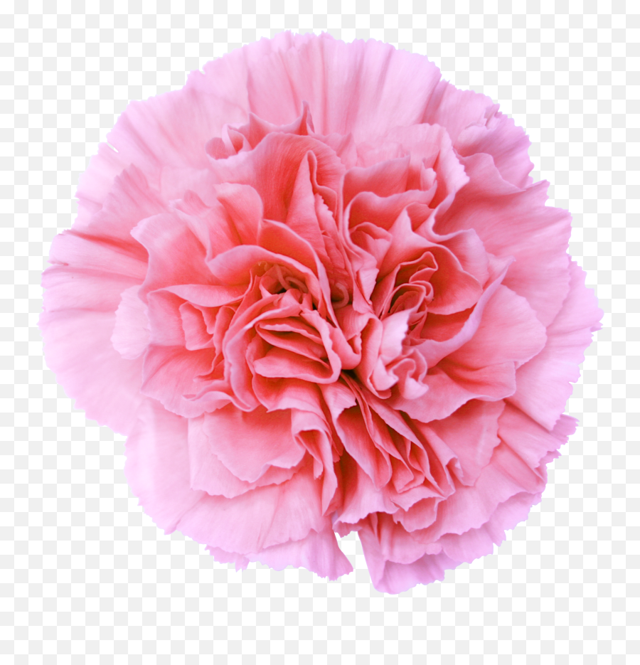 Pink Flower Transparent Background - Portable Network Graphics Png,Pink Flower Transparent Background