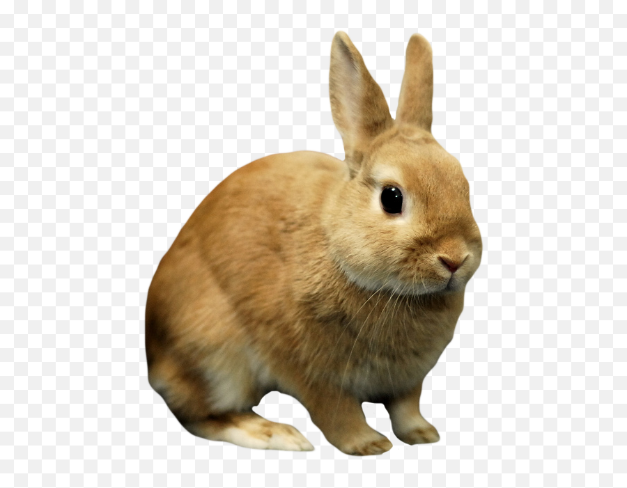 Rabbit Bunny Png Image Background - Rabbit With No Background,Rabbit Transparent