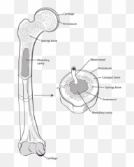 What Is Bone Cancer - Tissue In Femur png