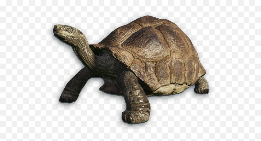 Download Hd Desert Tortoise Png Banner - Far Cry 3 Turtles,Tortoise Png