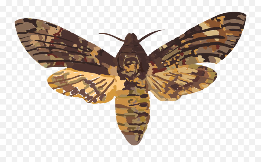Head Hawkmoth Hawk Moths Elephant - Scientific Illustration Death Hawk Moth Png,Moth Png