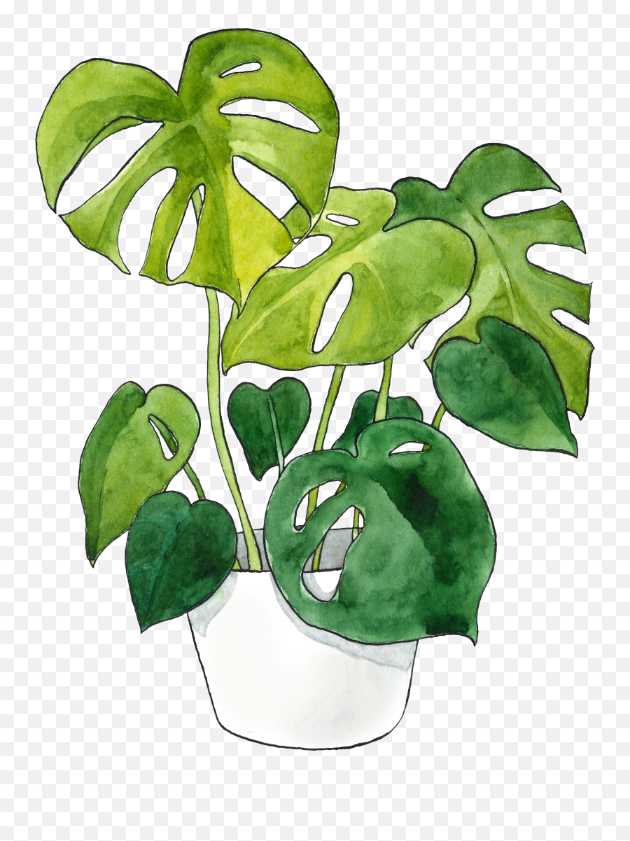 Monstera Deliciosa In Waterpainting Botanicalillustration Png Leaf