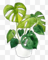 Monstera Deliciosa In Waterpainting Botanicalillustration Png Leaf
