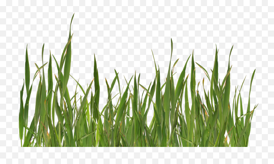 Grass Free Png Image Download 19 Images - Grass Transparent Background,Grass Vector Png