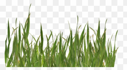 Grass Free Png Image Download 19 Images - Transparent Background