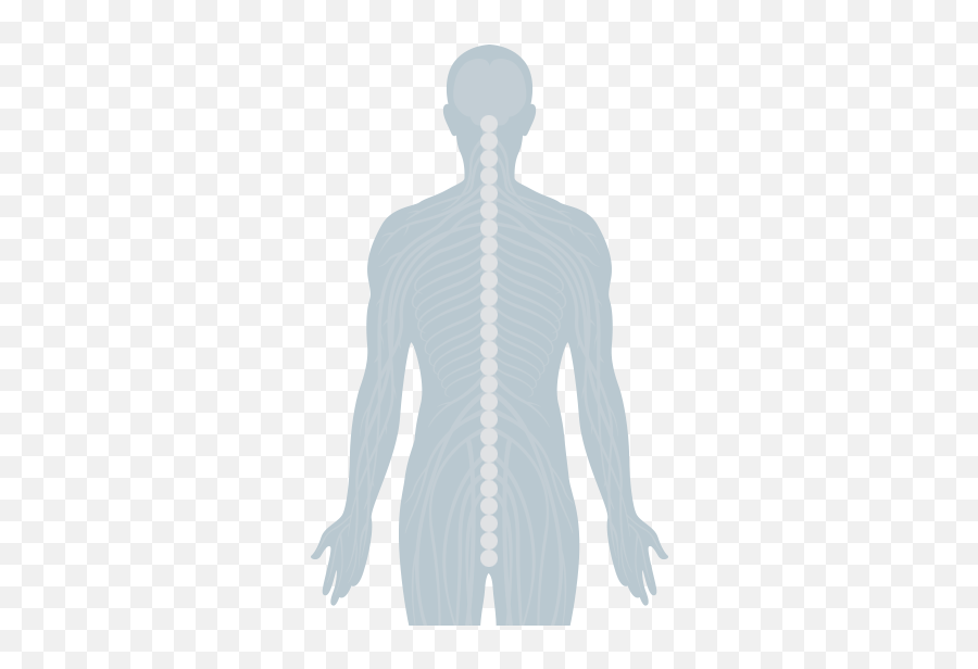 Download Hd Human Spine And Central Nervous System - Illustration Png,Nervous System Png