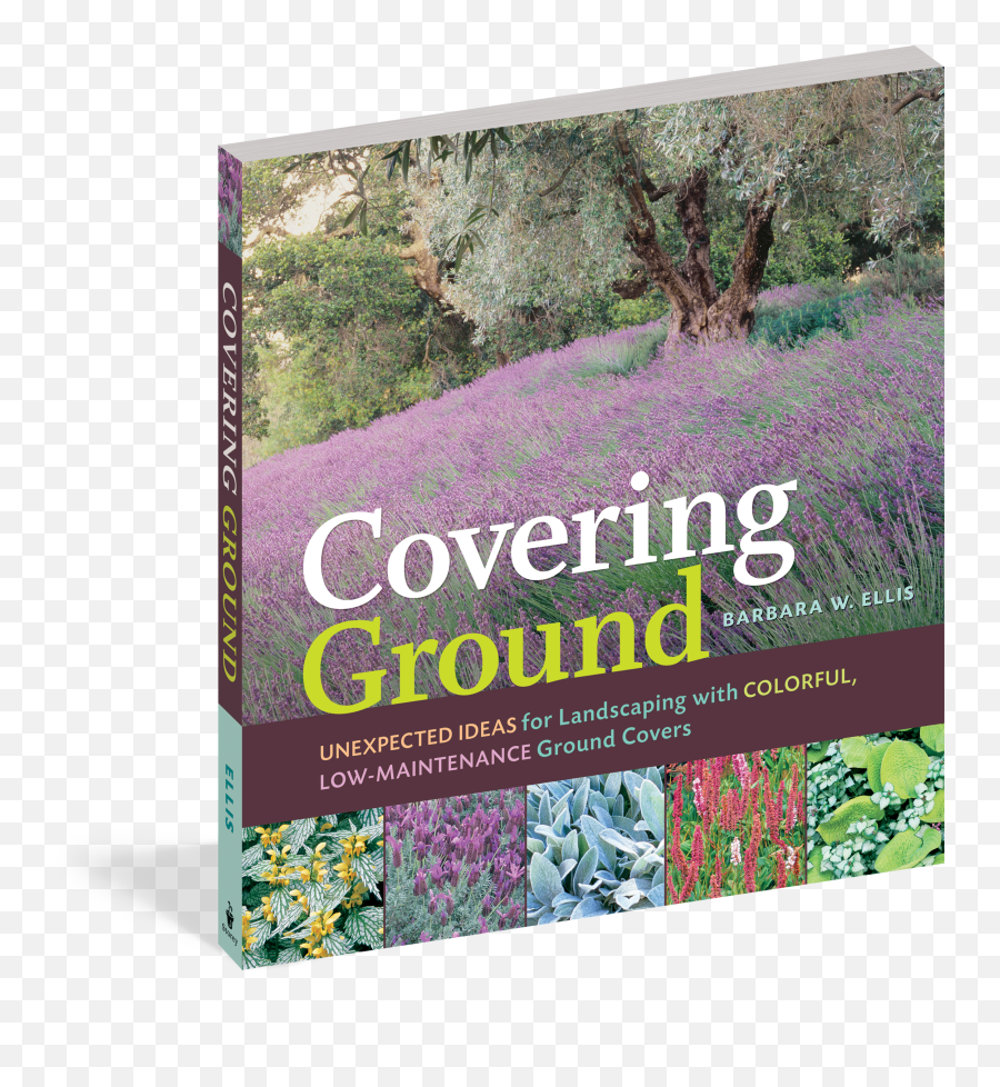 Download Hd Cover - Covering Ground Png,Ground Cover Png