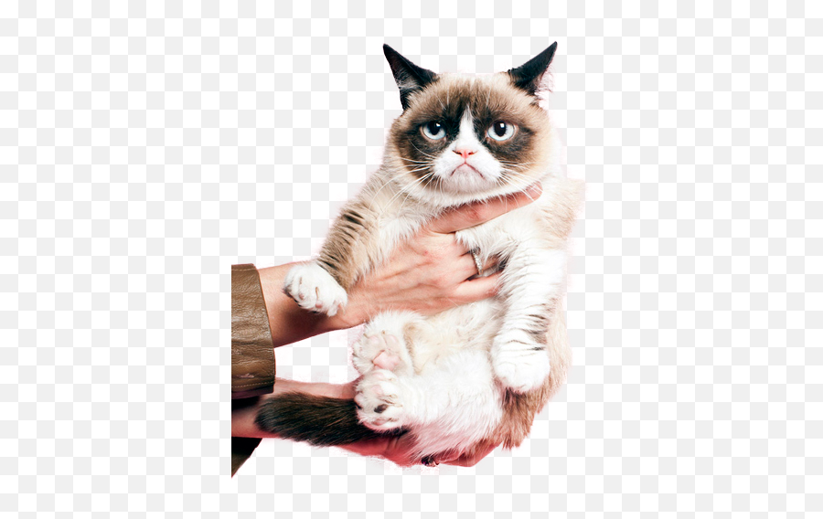 Grumpy Cat Png - Grumpy Cat Prada,Grumpy Cat Png