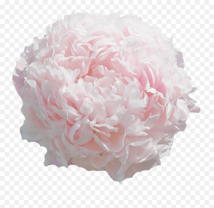 Paeonia Sweet Sixteen - Common Peony Png,Sweet 16 Png