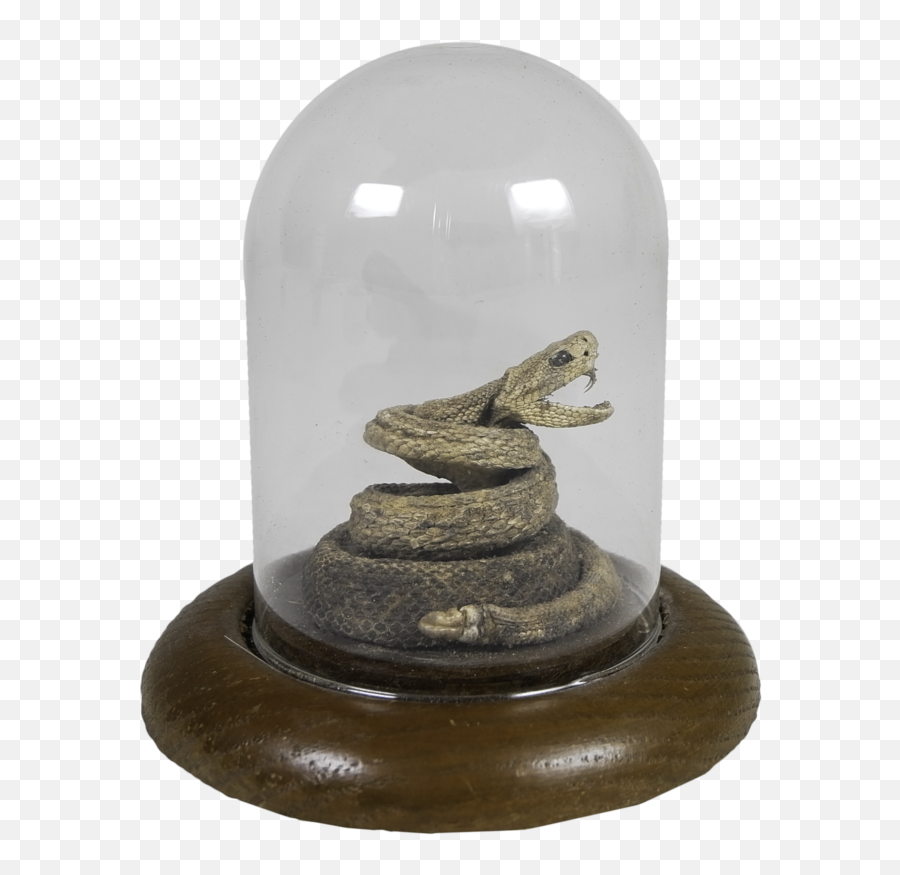 Download Small Rattlesnake In Glass Casing - Full Size Png Serpent,Rattlesnake Png