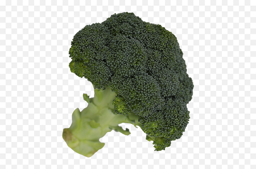Broccoli - Superfood Png,Broccoli Png