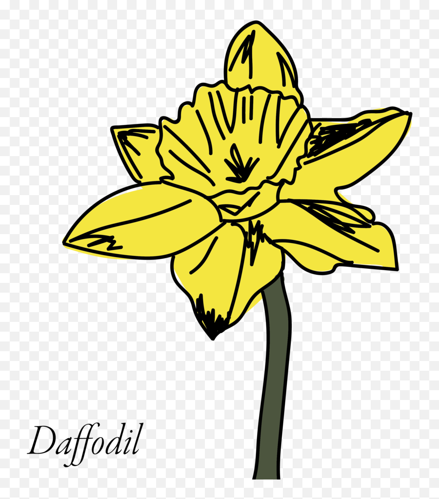 Daffodil Clipart Buttercup Flower - Lilies Png,Buttercup Png