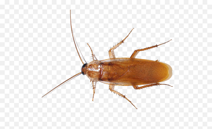 American Cockroach Png Photo - Cockroach Blood,Cockroach Png