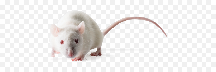 Sprague Dawley Sd Outbred Rats - Sprague Dawley Rats Png,Rat Transparent Background