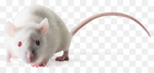 Sprague Dawley Sd Outbred Rats - Sprague Dawley Rats Png,Rat Transparent Background