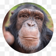 Leadership - Project Chimps Png,Chimpanzee Png