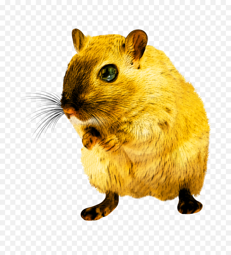 Rat Rodent Png - Png,Rodent Png