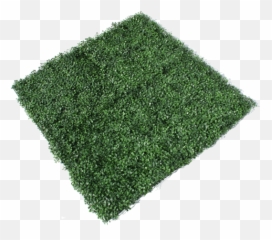 Boxwood Art - 4050 Png,Boxwood Png