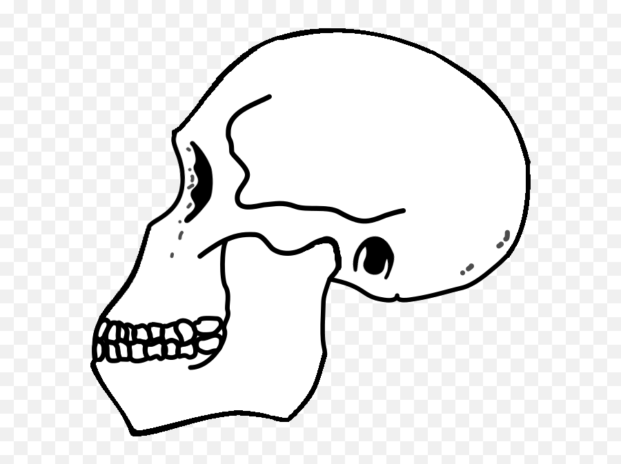 Filerudolfensis Skullpng - Wikipedia Homo Habilis Skull,Skull Png Transparent