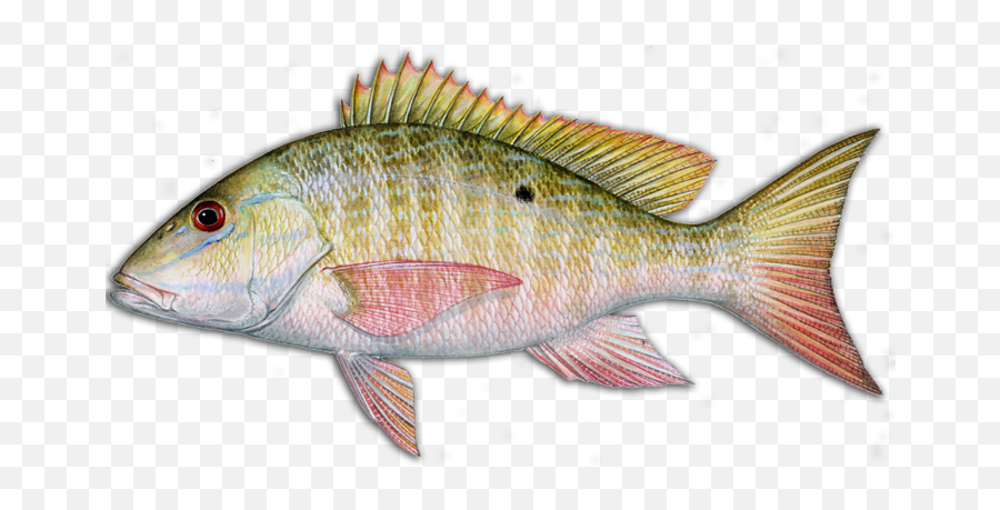 More Louisiana Fish Species Hook Dat Fishing Charters - Mutton Snapper Transparent Png,Stingray Icon