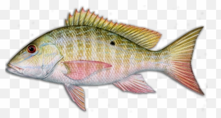 More Louisiana Fish Species Hook Dat Fishing Charters - Mutton Snapper Transparent png
