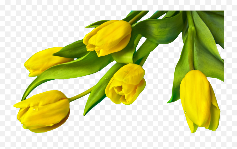 Tulip Transparent Easter Picture 1531357 - Yellow Tulip Flower Png,Tulip Transparent