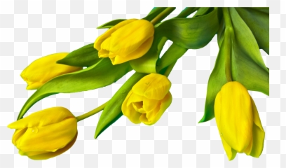 Tulip Transparent Easter Picture 1531357 - Yellow Tulip Flower Png,Tulip Transparent