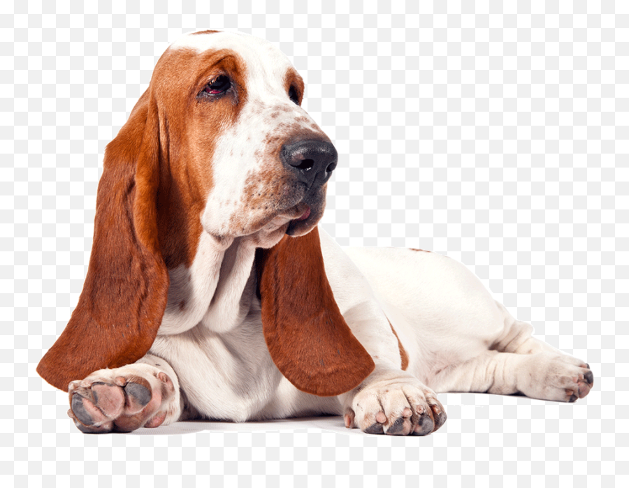 Basset Hound Png Transparent Images All - Basset Hound Png,Puppy Transparent Background