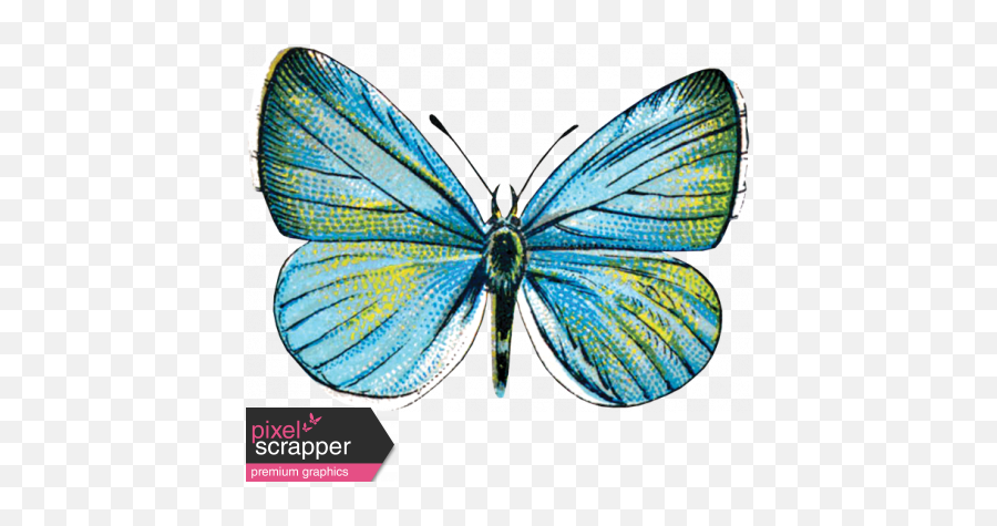 Reflections Of Strength - Blue Butterfly Graphic By Janet Adonis Blue Png,Blue Butterfly Png
