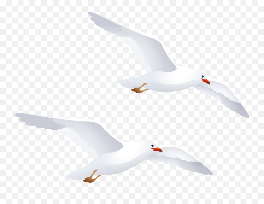 Imagini Pentru Gulls Ilustrator - Transparent Background Seagull Clipart Png,Seagulls Png
