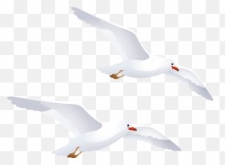Imagini Pentru Gulls Ilustrator - Transparent Background Seagull Clipart Png,Seagulls Png