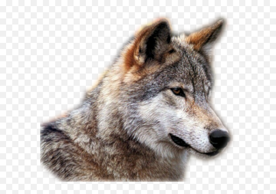 Wolf Png Transparent Background Image For Free Download 32 - Wolf Clear Image Background,Wolf Transparent Png