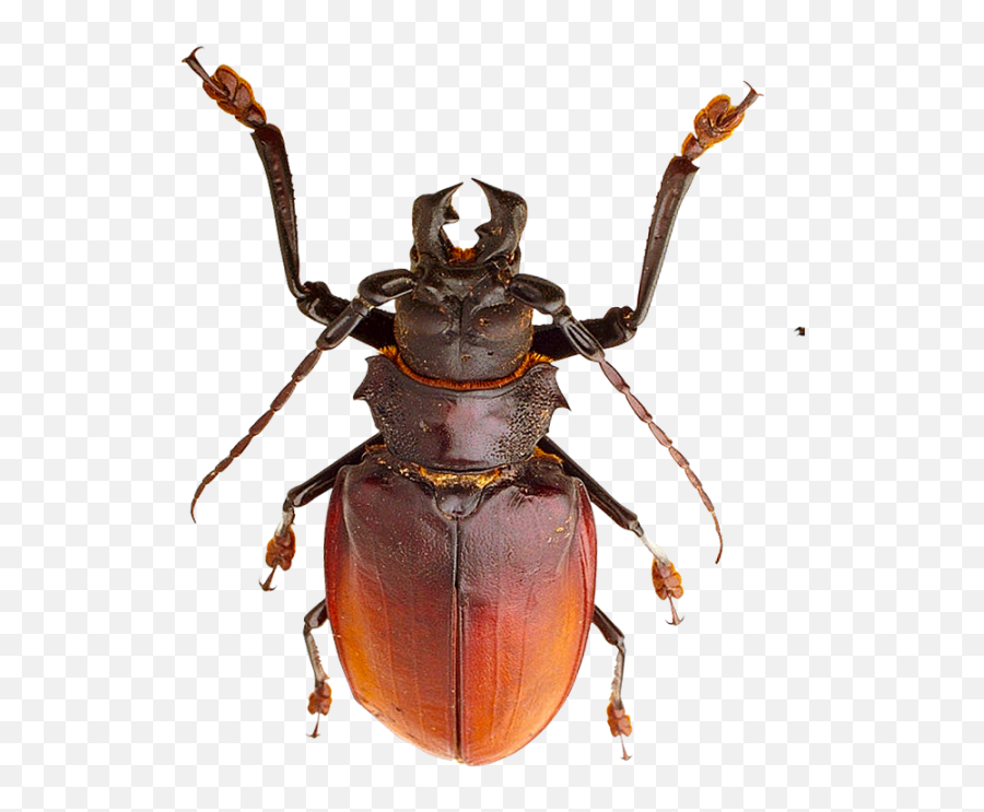 Download Small Insects Png - Animais Imvertebrados Png,Insects Png