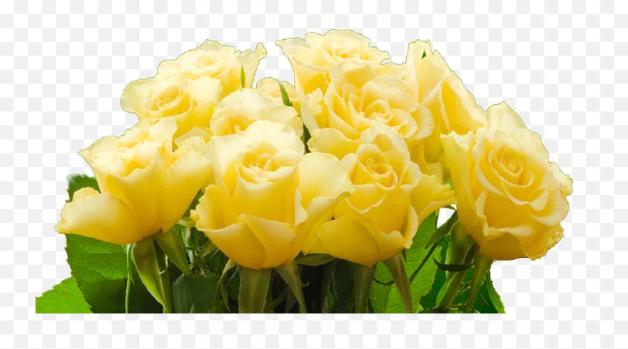 Transparent Png Yellow Rose - Floribunda,Yellow Rose Transparent