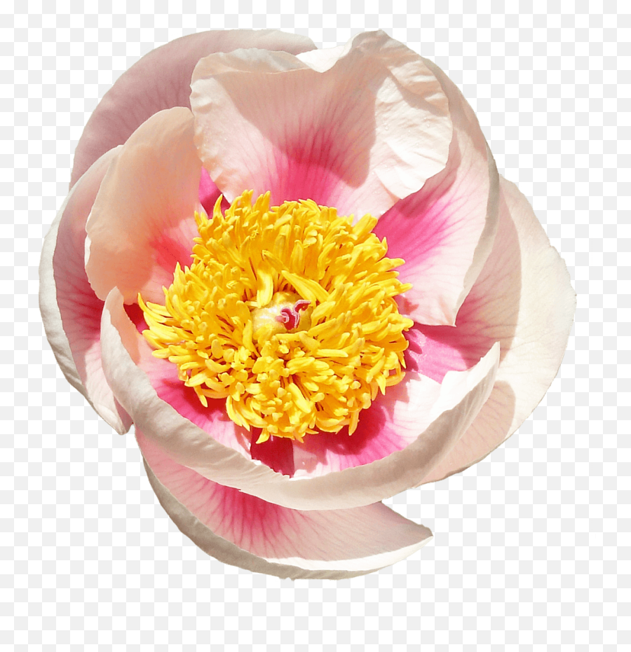Peonies - Common Peony Png,Peonies Png