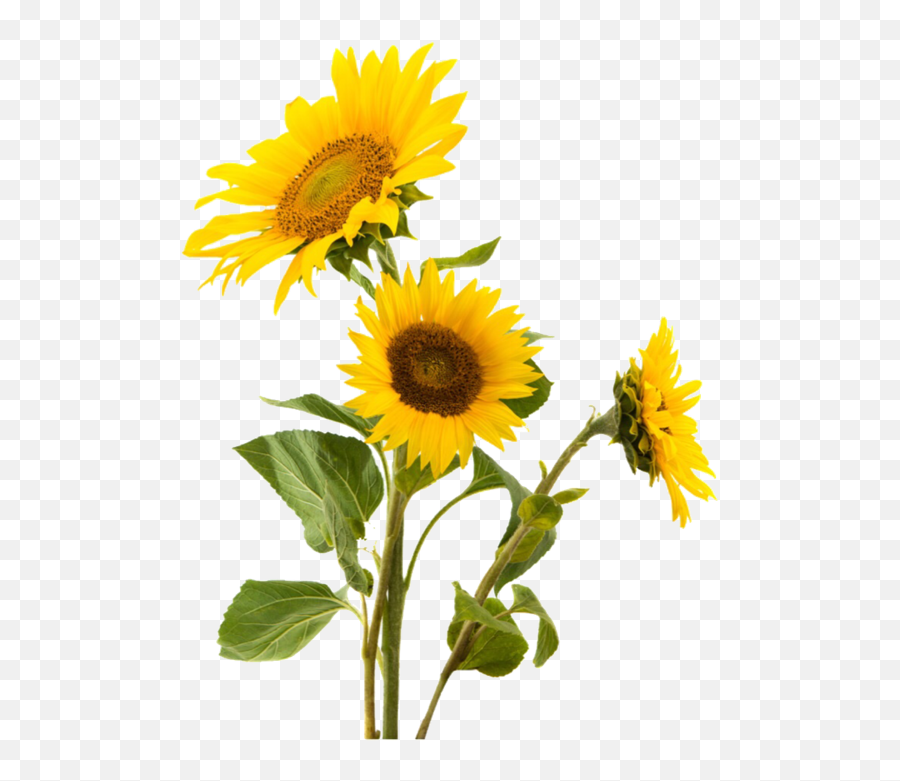 Image About Text In Theme And Edits By Lee Biersack - Sunflowers Transparent Png,Yellow Flower Png
