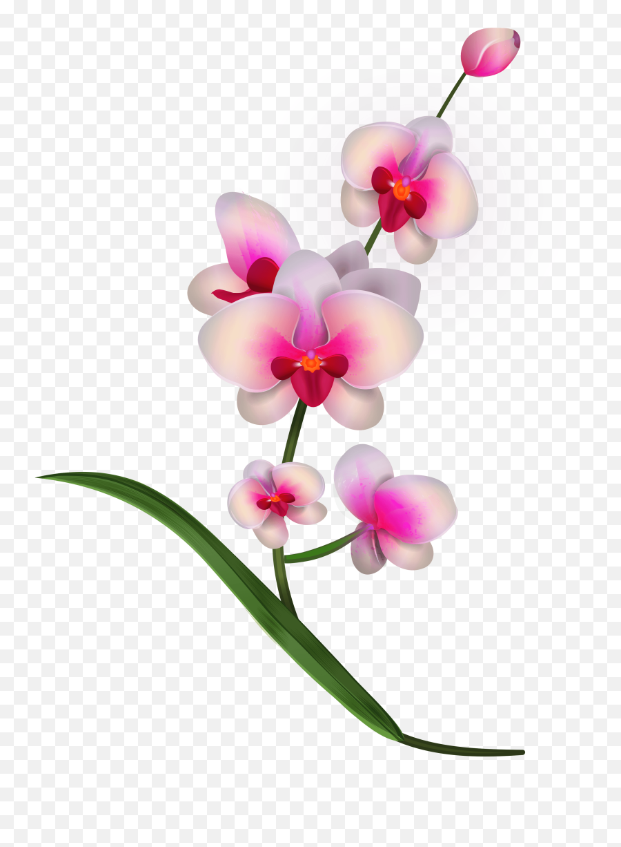 Download Orchid Clipart Png Image - Orchid Flowers Clipart Orchid Clipart,Flowers Clipart Transparent